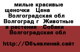 милые красивые щеночки › Цена ­ 15 000 - Волгоградская обл., Волгоград г. Животные и растения » Собаки   . Волгоградская обл.